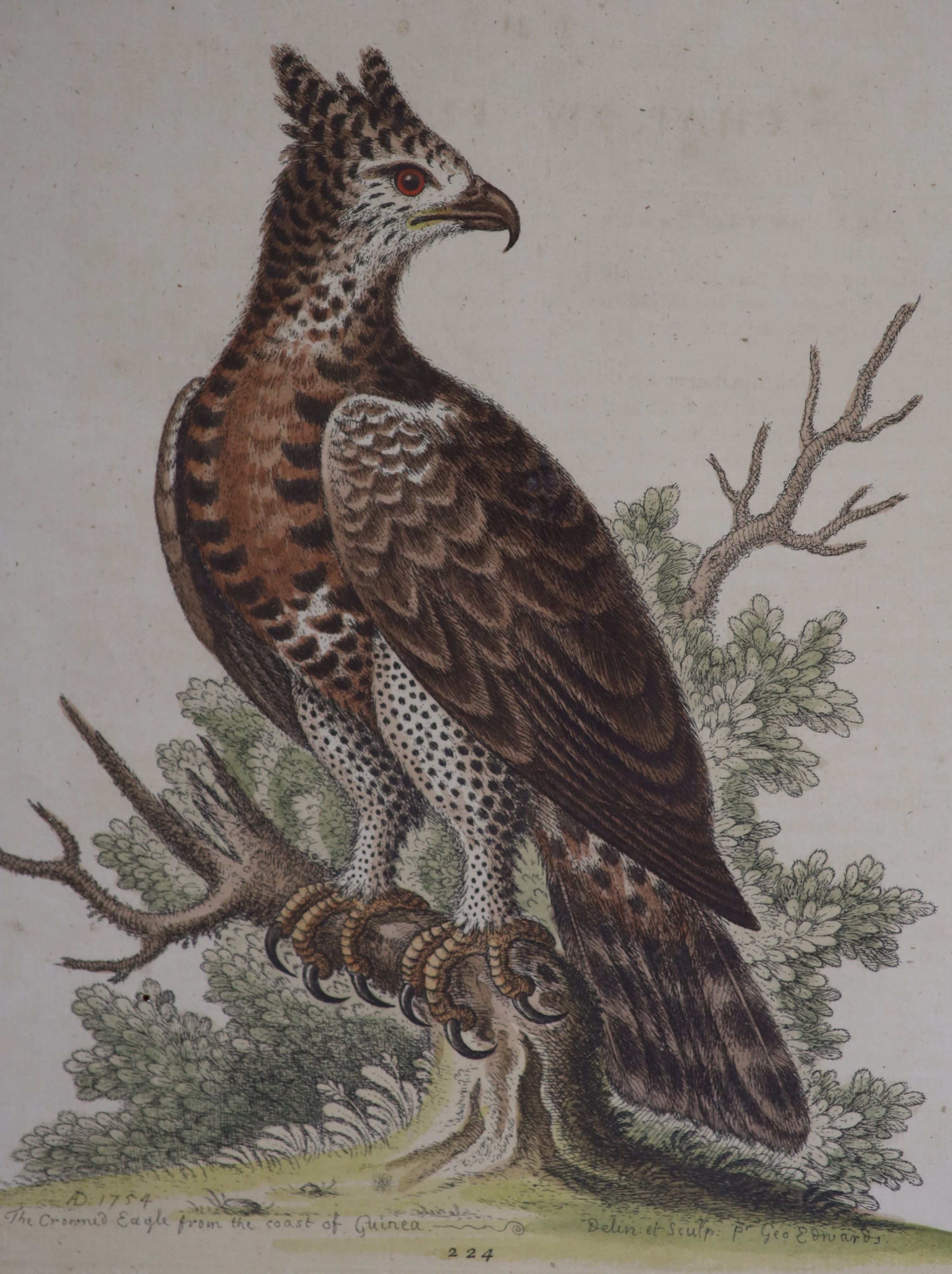 Jean-Gabriel Prêtre (1768-1849), four watercolours, Studies of exotic birds, signed and dated 1873, 18 x 12cm and a set of four coloured engravings of birds, 25 x 20cm